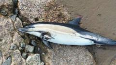 Stranded dolphin found dead in Humber Estuary