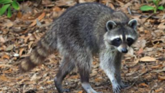 Stowaway raccoon put down after arriving in port