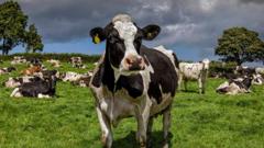 First suspected case of bluetongue virus in Ireland