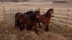 The ponies which transformed conservation grazing