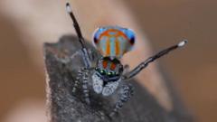 Mystery of dancing spiders' DNA could explain how they develop into new species