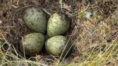 Eggs of elusive bird rescued by firefighters during wildfire
