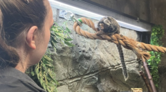 College gets primate licence to care for marmosets