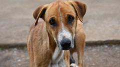 Council's dog warden service to launch fostering