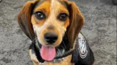 What Happened When an Egyptian Man Kicked a Customs Dog at a DC Airport?