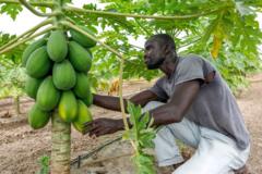 Production agricole : Le Sénégal peut-il tirer profit du phosphate de chaux pour stimuler son agriculture ?