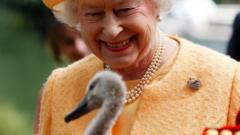 Queen Elizabeth overseeing the Swan Upping census near Windsor in 2009, showing her smiling and gazing at a signet (baby swan) with fluffy feathers