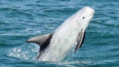 Octopus influx keeping deep sea dolphins inshore