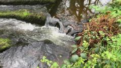 Rare wet woodland given protected status