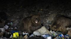 çöpten beslenen ayılar 