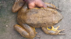 Frog