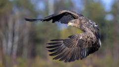 Exmoor Wings Return The Brutal Reality Of Bringing Apex Predators Back