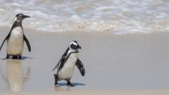African penguins (Spheniscus demersus) on the beach at Boulder Beach, Simons Town near Cape Town, South Africa.