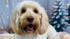 Last of seven dogs missing in stolen van back home