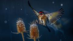 Stunning images of birds showcased in photography award