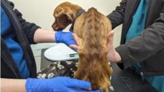 RSPCA warns of increase in abandoned pets