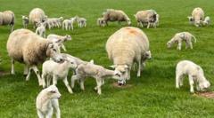 'It was heartbreaking to shoot dog attacking sheep'