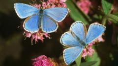 Volunteers wanted for butterfly project