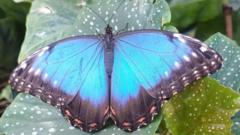 Pupils' release butterflies for David Attenborough