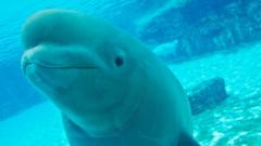 Canadian marine park threatens to euthanise 30 beluga whales