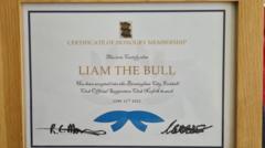 Bull on the loose becomes honorary blue nose