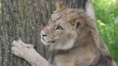 Watch: Three lions settling into new home at zoo