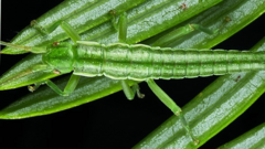 Stick insects retain male-female gene balance after a million years without sex, study finds