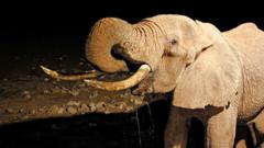 An elephant in Tsavo National Park amid drought near the town of Voi in the Taita-Taveta County of Kenya on September 30, 2022