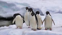 A group of six Adelie penguins sit on a block of ice in Antarctica