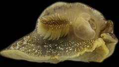 Mystery sea creature discovered in UK waters 