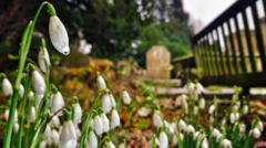 Snowdrops in bloom in the North East and Cumbria