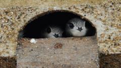 Oxford museum sees 47% decline in swift numbers