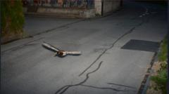 Case quacked: Flying duck caught by Swiss speed camera is repeat offender
