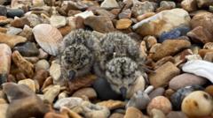 Nesting sites disturbed by bikers during break-in