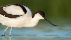 Britain's oldest avocet spotted at nature reserve