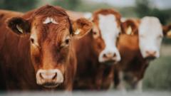 Minister 'very confident' bluetongue virus 'has arrived' in Ireland