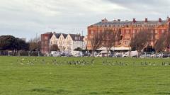 Brent geese winter refuge removed from seafront