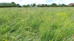Rare floodplain meadow given to wildlife trust