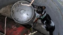 How Did a Dog Survive 11 Days Stuck in a Well?