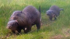 Rangers excited after 'bouncy' otters spotted