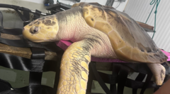 Rare turtle to be sent back home in 5,000-mile 'incredibly emotional' trip