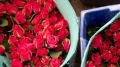 Travailler dur dans les fermes kenyanes pour que les roses fleurissent pour les Européens