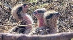 First few days of new chicks hatched at osprey centre captured on camera