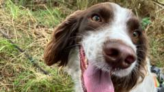 New hiders needed to help search dog training
