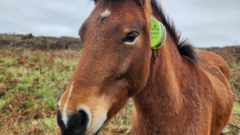GPS tags for Dartmoor ponies grazing wild areas