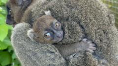 Birth of rare lemur celebrated by wildlife park