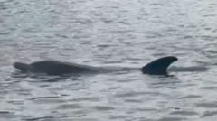 Dolphin found dead on bank of River Thames