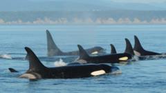 Killer Whale V Shark: Solo Orca Eats Great White - BBC News