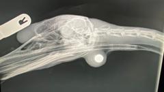 Swan returns home after ball bearing attack