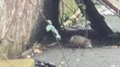 Llygod 'maint cwningod' ar stryd llawn sbwriel